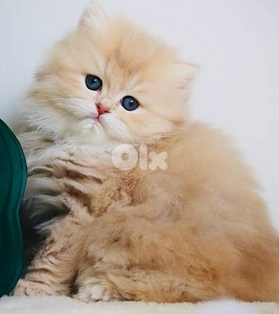 british lilac 70485808