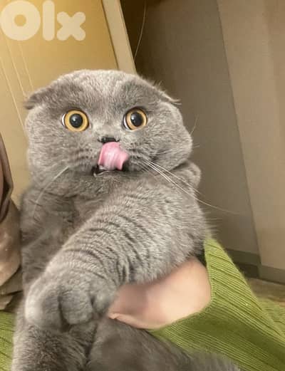 scottish female 70485808