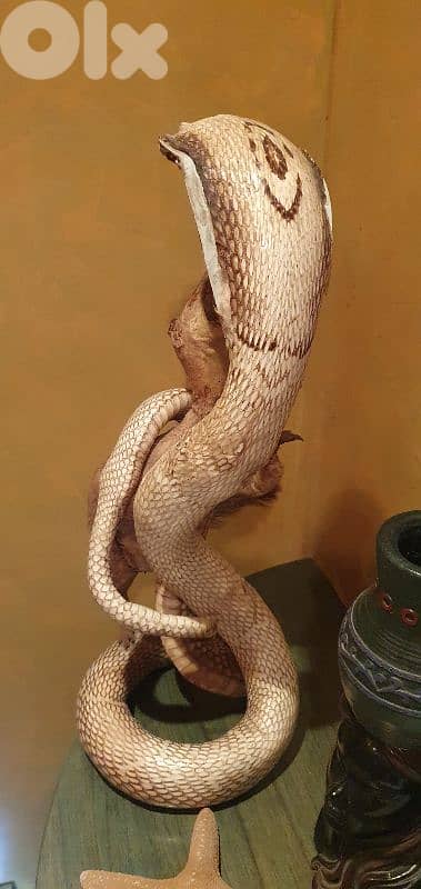 منفضة فيل افريقي خشب ابانوس 3