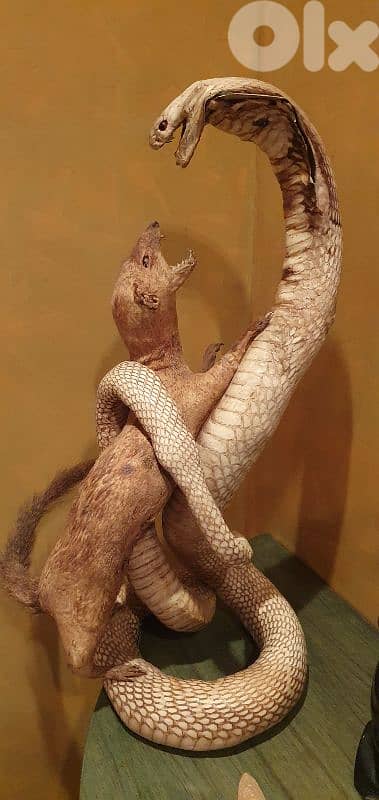 منفضة فيل افريقي خشب ابانوس 4