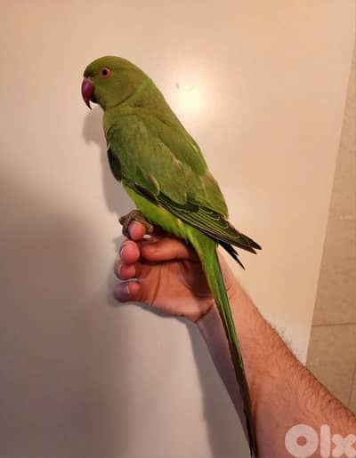 Indian Ringneck parrot ببغاء دره هندي