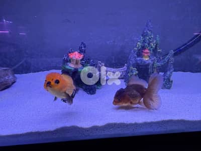 4 fresh water aquariums for sale with all the equipment for sale