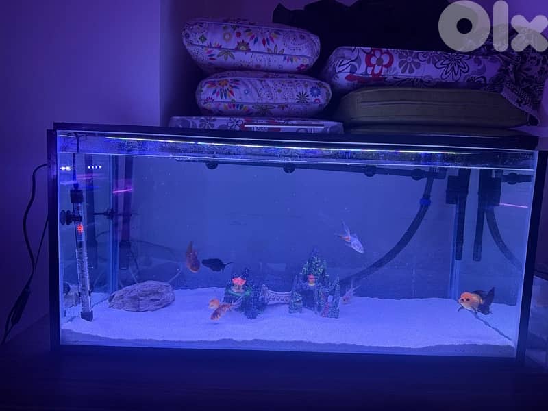 4 fresh water aquariums for sale with all the equipment for sale 1