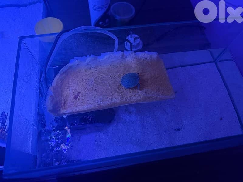 4 fresh water aquariums for sale with all the equipment for sale 2