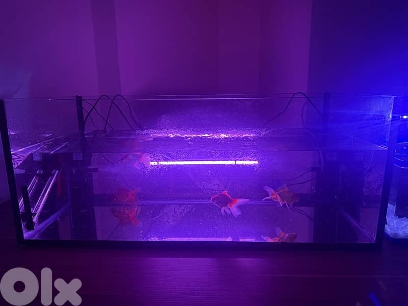 4 fresh water aquariums for sale with all the equipment for sale 3
