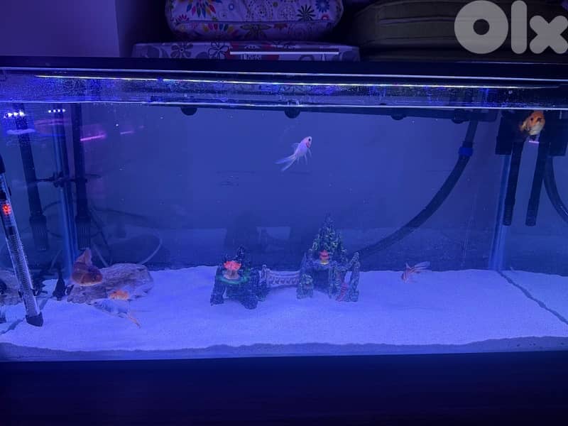 4 fresh water aquariums for sale with all the equipment for sale 4