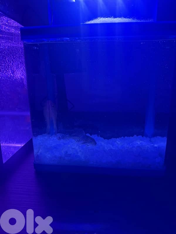 4 fresh water aquariums for sale with all the equipment for sale 5
