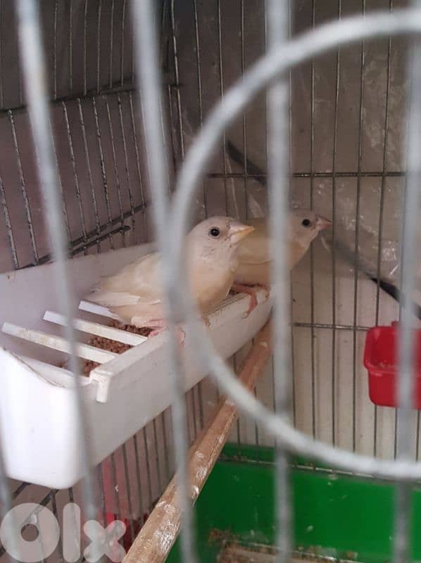 بنغالي، غولديان، ستار فنش، بومة فنش 1