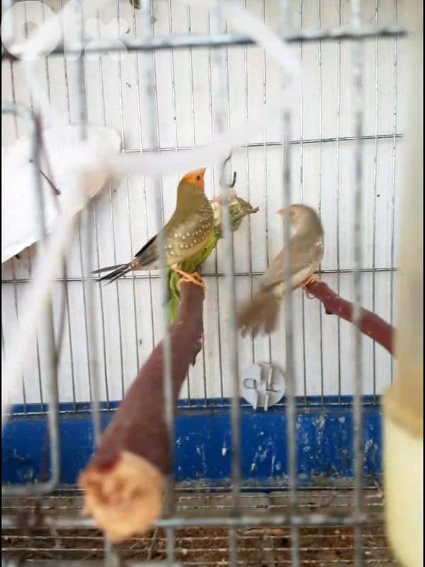 بنغالي، غولديان، ستار فنش، بومة فنش 2