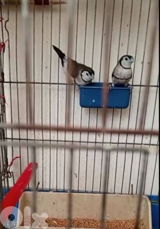 بنغالي، غولديان، ستار فنش، بومة فنش 3