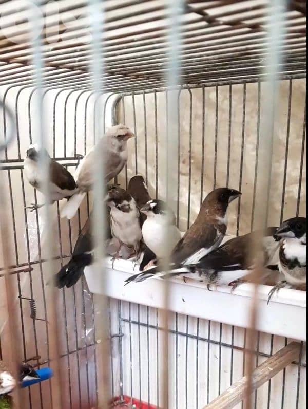 بنغالي، غولديان، ستار فنش، بومة فنش 4