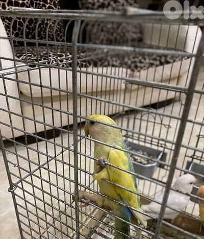 روز عدد تلاته شيله وحده