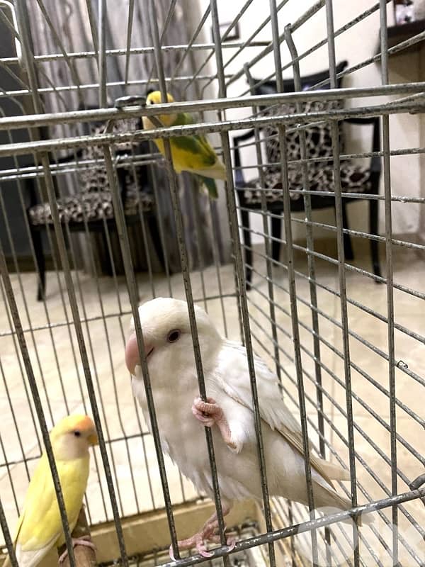 روز عدد تلاته شيله وحده 1