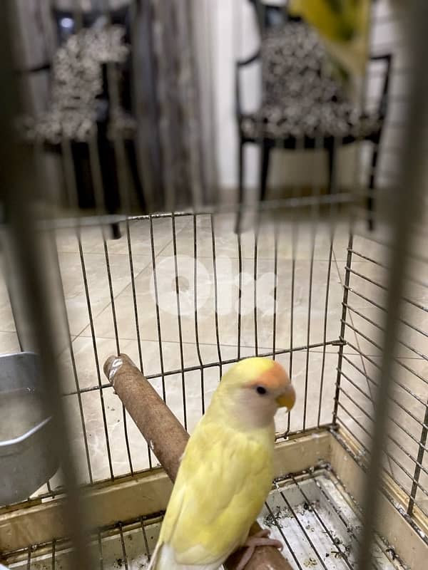 روز عدد تلاته شيله وحده 2