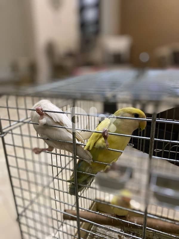 روز عدد تلاته شيله وحده 3