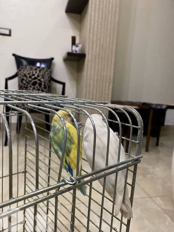 روز عدد تلاته شيله وحده 4