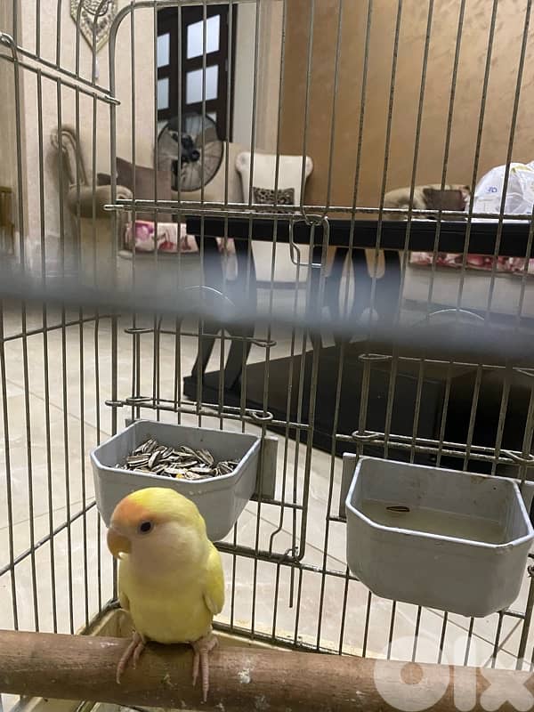 روز عدد تلاته شيله وحده 5