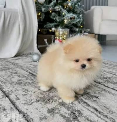 pomeranian teacup
