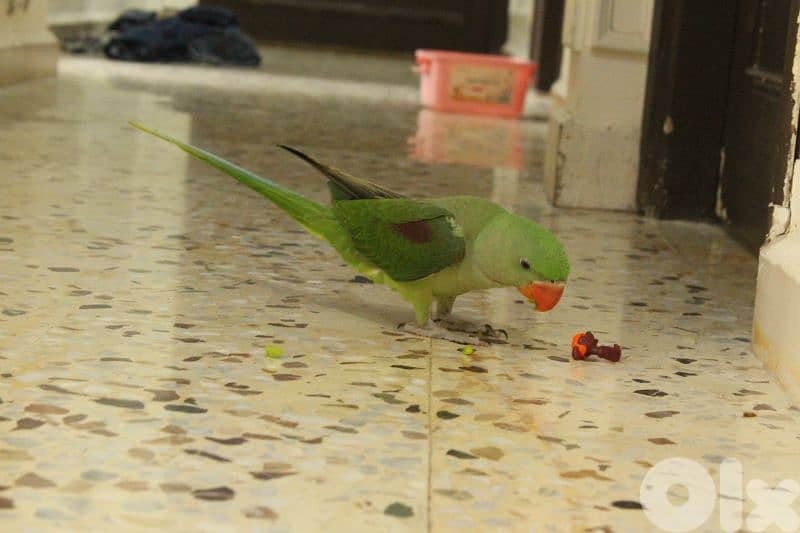 جميع انواع اطيور 1