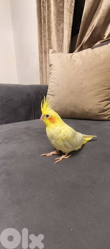 جميع انواع اطيور 2