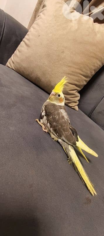 جميع انواع اطيور 4