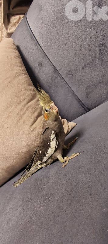 جميع انواع اطيور 6