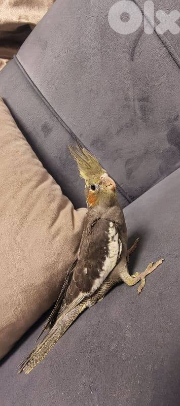 جميع انواع اطيور 7