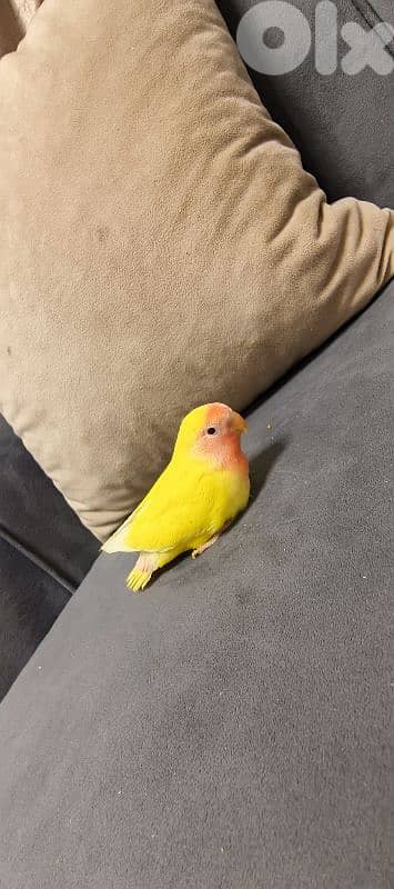 جميع انواع اطيور 9