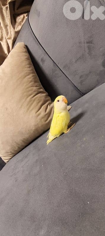 جميع انواع اطيور 10