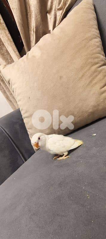 جميع انواع اطيور 11