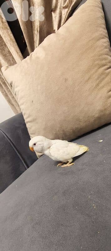 جميع انواع اطيور 12