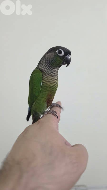 ٣ كنيورات اعمار ٦ ل ٧ اشهر مزقمين بالايد من عمر الشهر 1