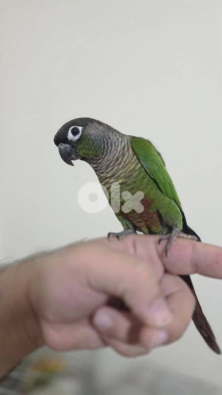 ٣ كنيورات اعمار ٦ ل ٧ اشهر مزقمين بالايد من عمر الشهر 2