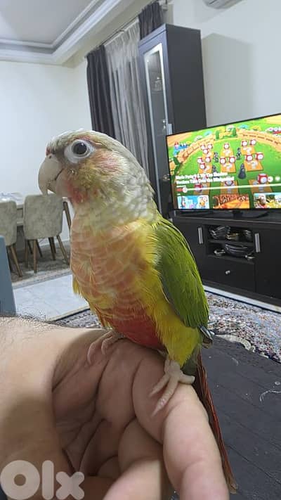 ٣ كنيورات اعمار ٦ ل ٧ اشهر مزقمين بالايد من عمر الشهر