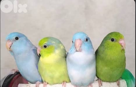 parrotlet