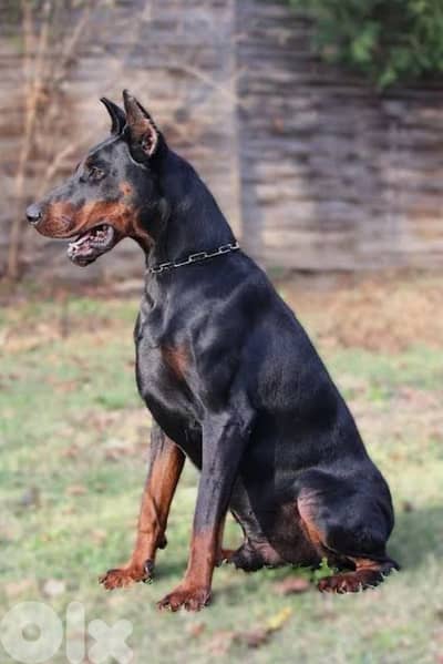 doberman European
