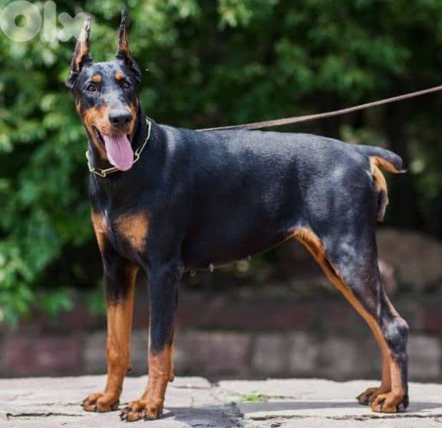 doberman European 1