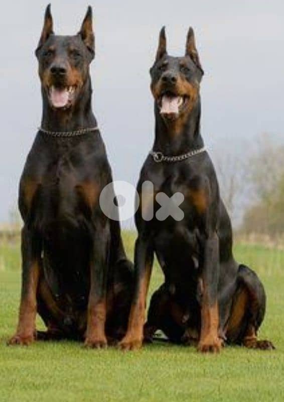 doberman European 2