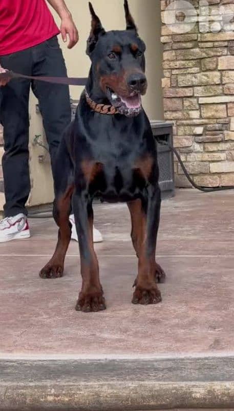 doberman European 3