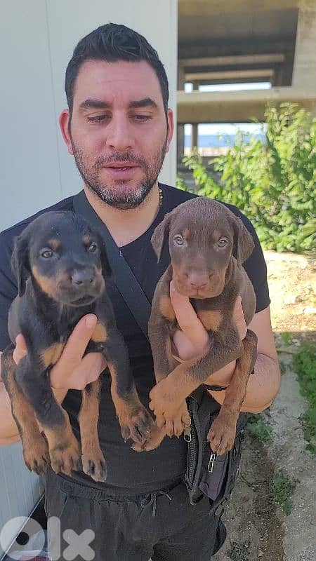 doberman European 4