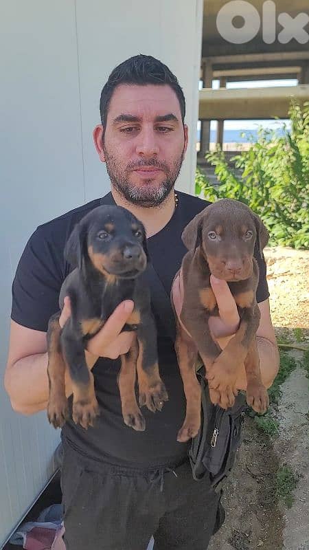 doberman European 5