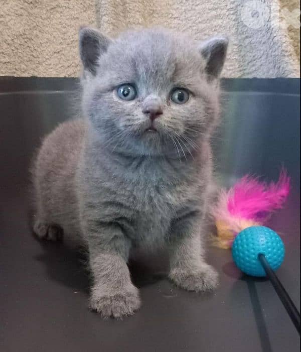 Pure Scottish and British kittens HIGHT QUALITY 2