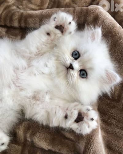 british lilac 70485808