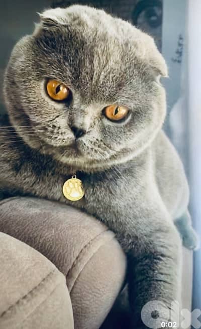 scottish female 70485808