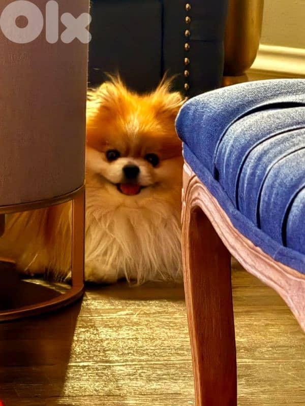 male super high quality teacup toy face 70993656 1