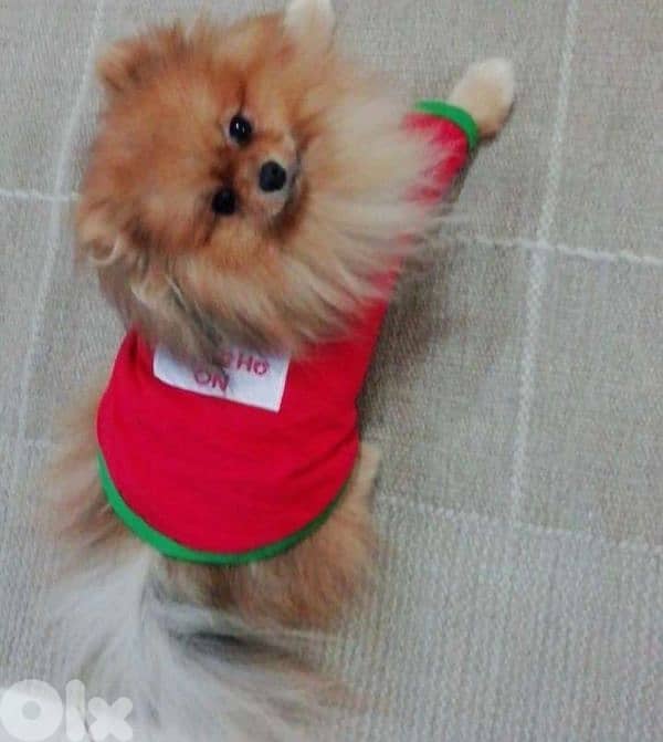 male super high quality teacup toy face 70993656 2