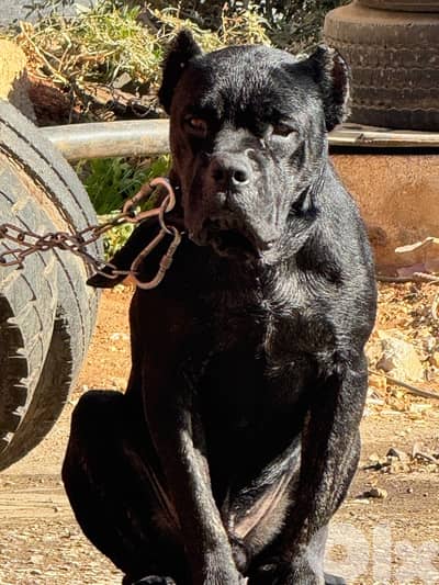 cane corso