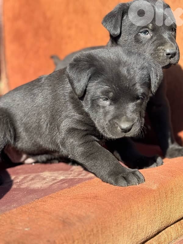 cane corso 1