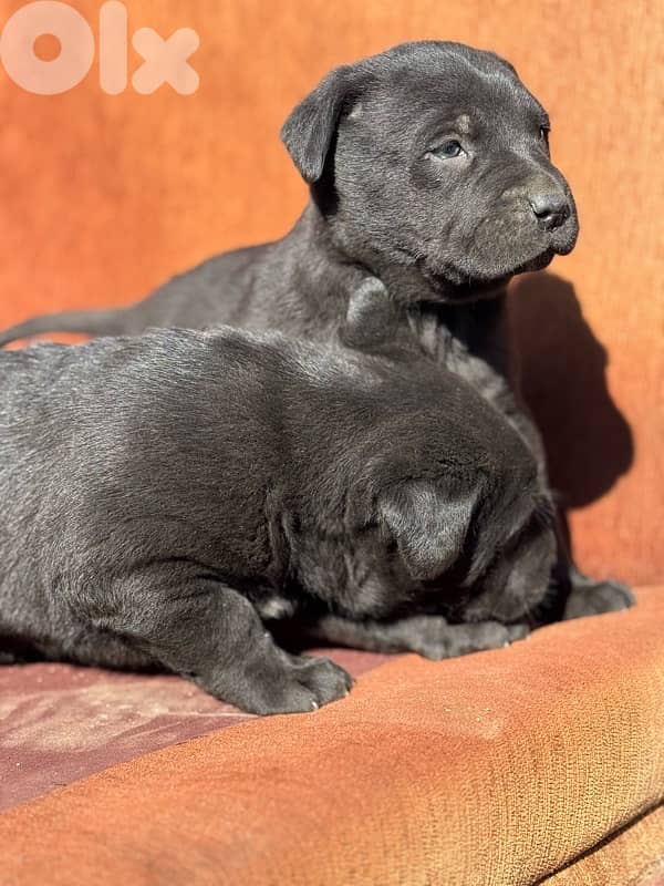 cane corso 3