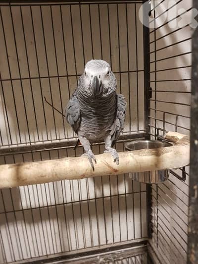 بغبغاء كاسكو دكر بالغ عنده مشكله بسيطه بجانحه عنده طفره